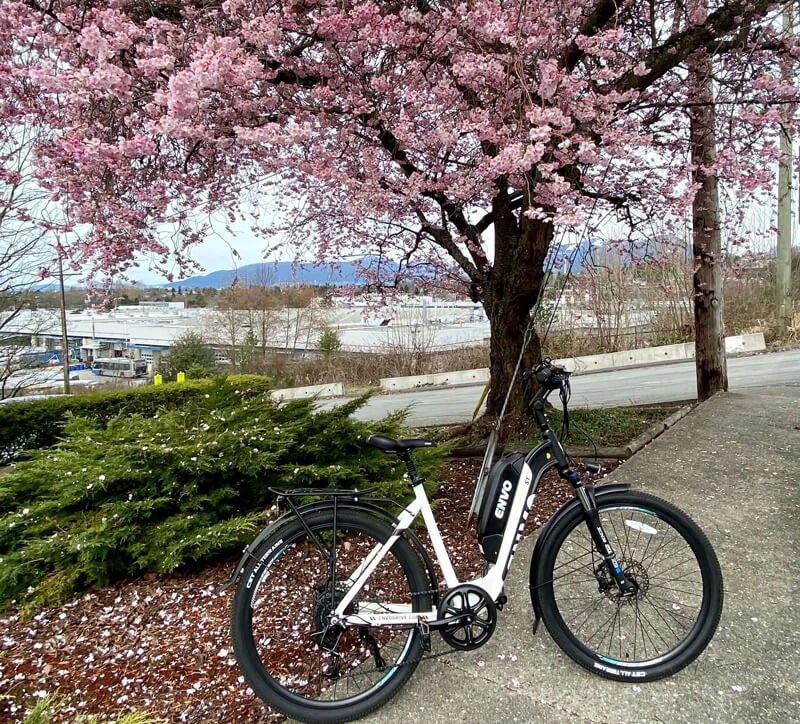 Bike The Blossoms- A Guide To Vancouver’s Cherry Blossoms By Ebike